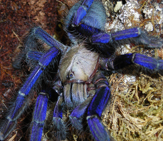 Cyriopagopus sp. "Singapore Blue 7" Female