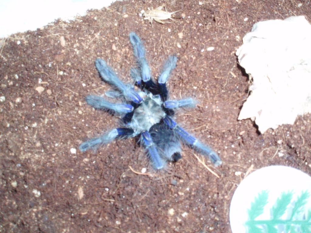 Cyriopagopus sp. (Singapore Blue)