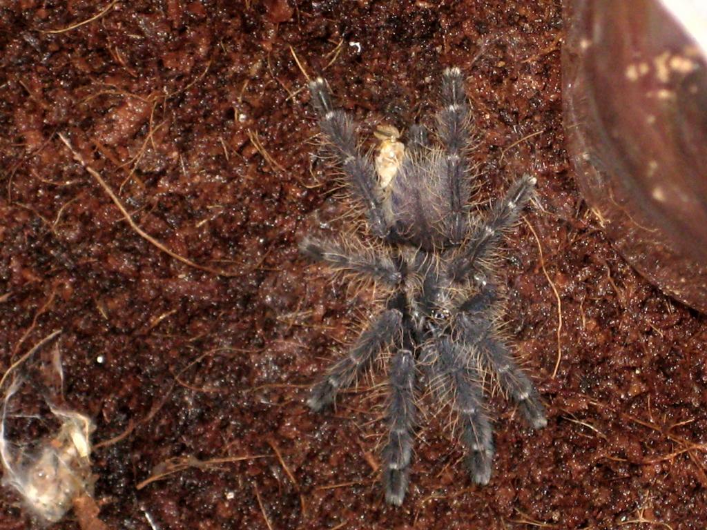 Cyriopagopus sp. Singapore Blue