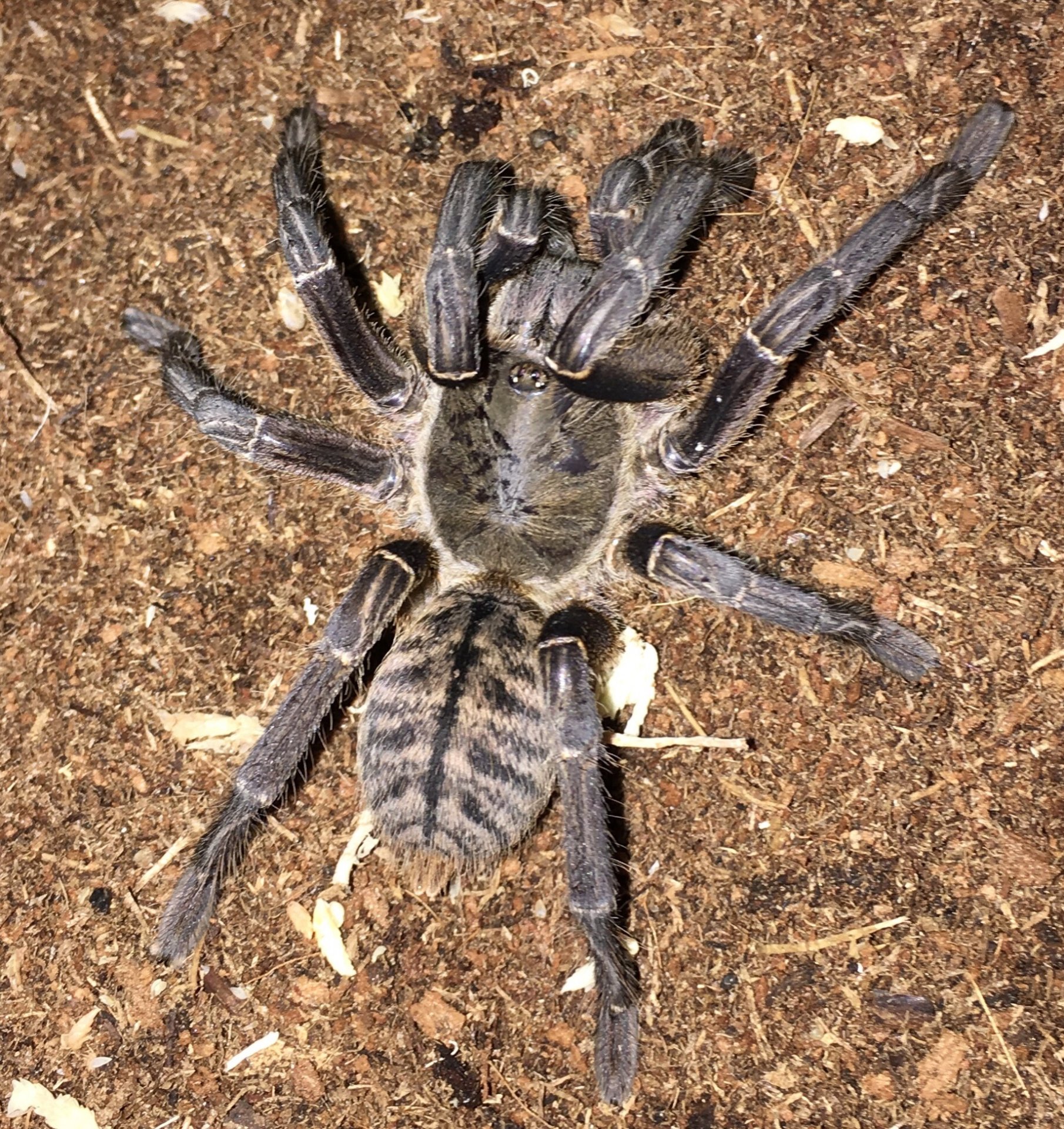 Cyriopagopus sp. ?