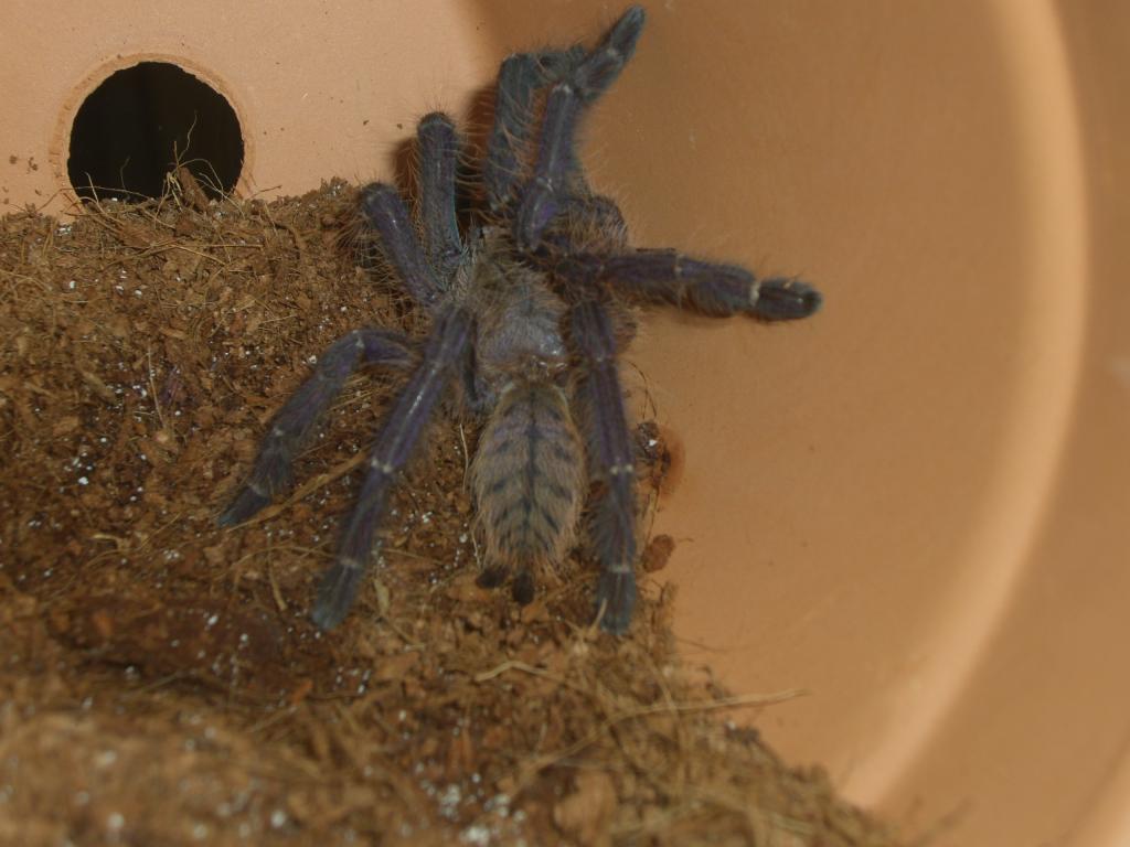 Cyriopagopus sp