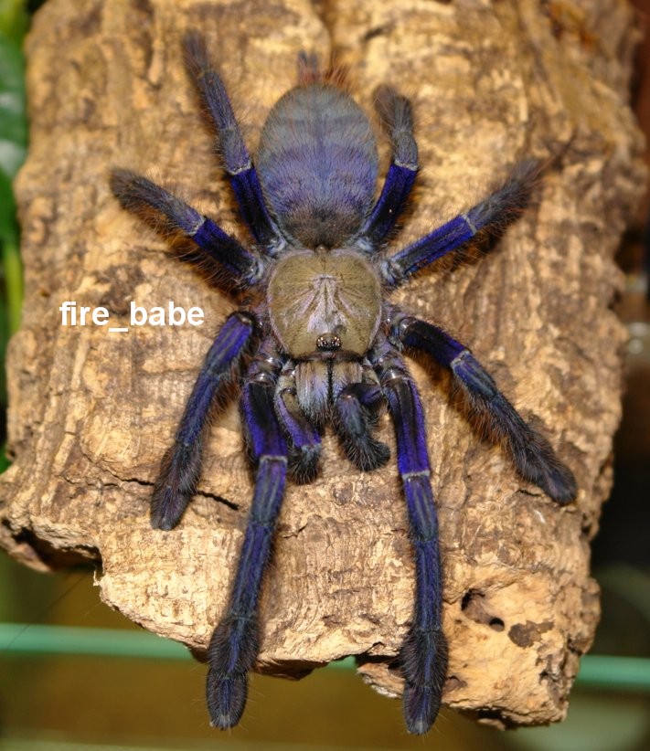 cyriopagopus spec. blue picture