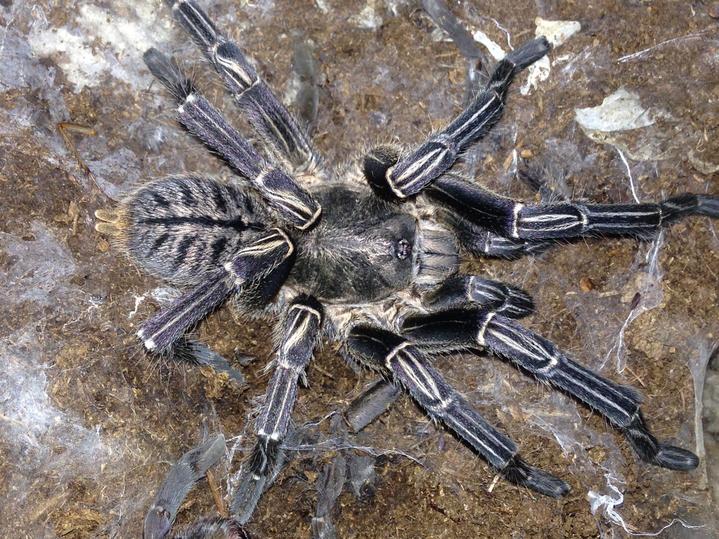 Cyriopagopus vonwirthi Mature Male | Arachnoboards