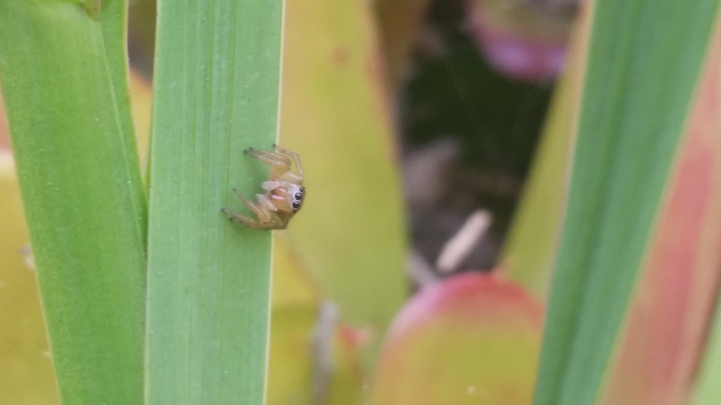 Cytaea sp. Jumping spider