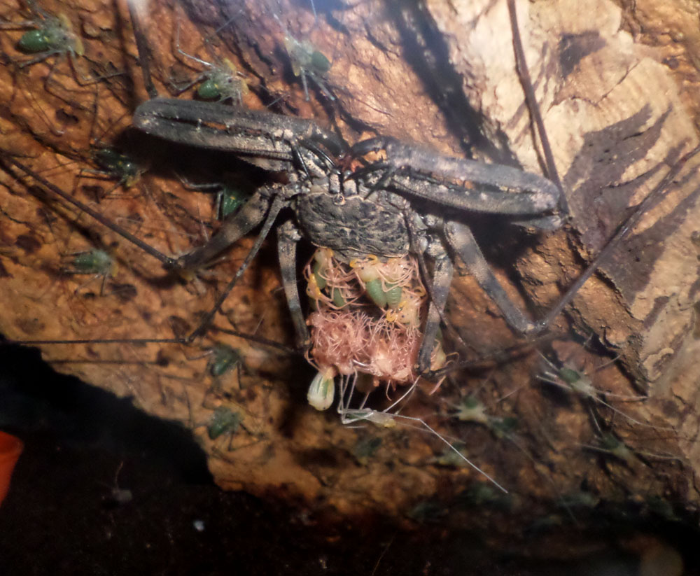 D. diadema babies molting off Mother's back