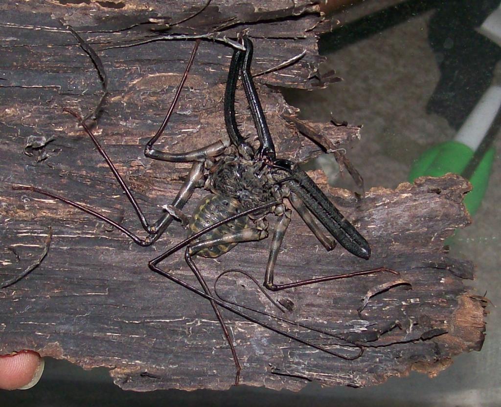 D.diadema