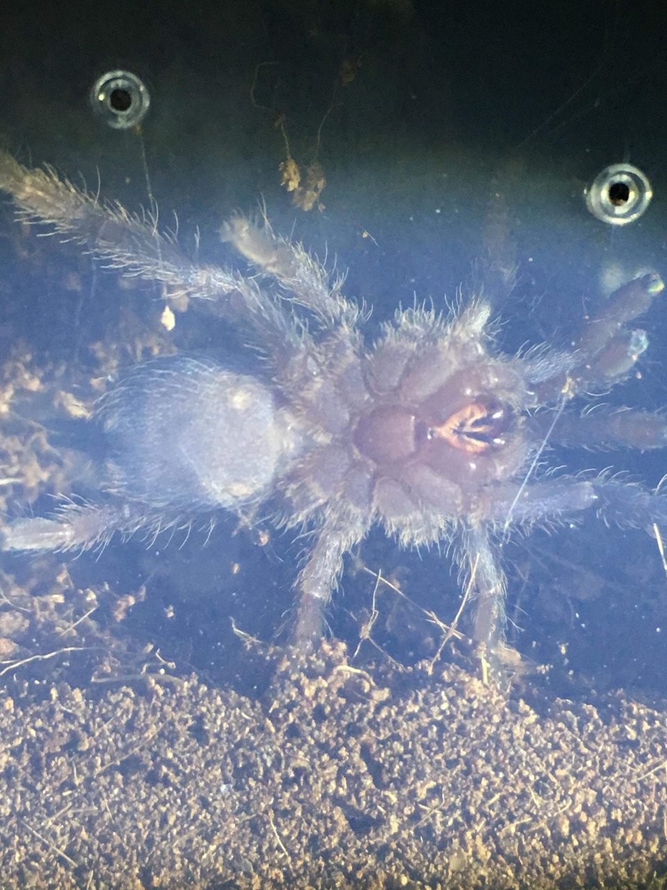 D. diamantinensis 1.25”