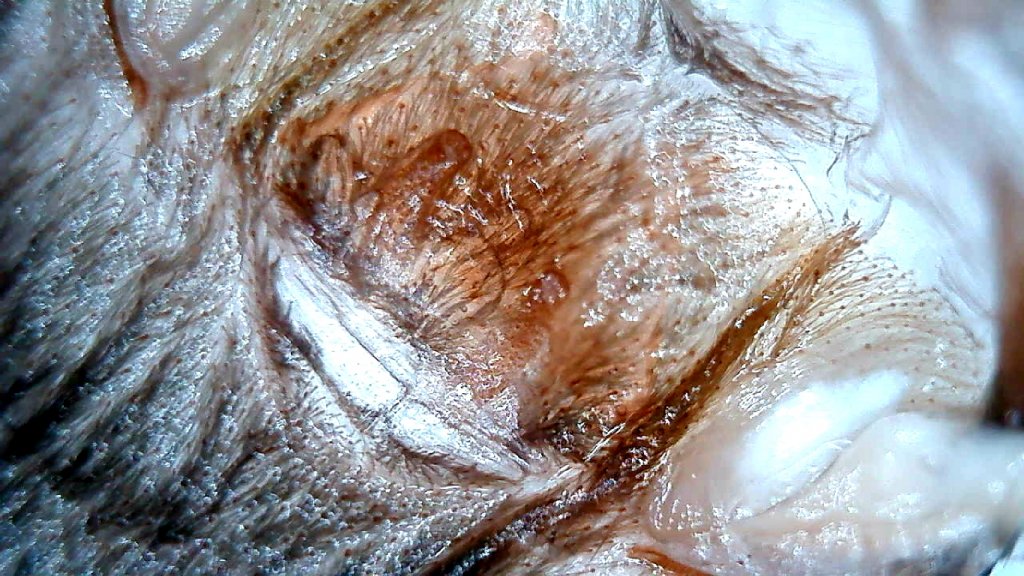 D. diamantinensis defiantly is female!