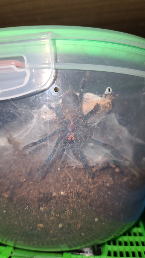 D. diamantinensis Male or Female?