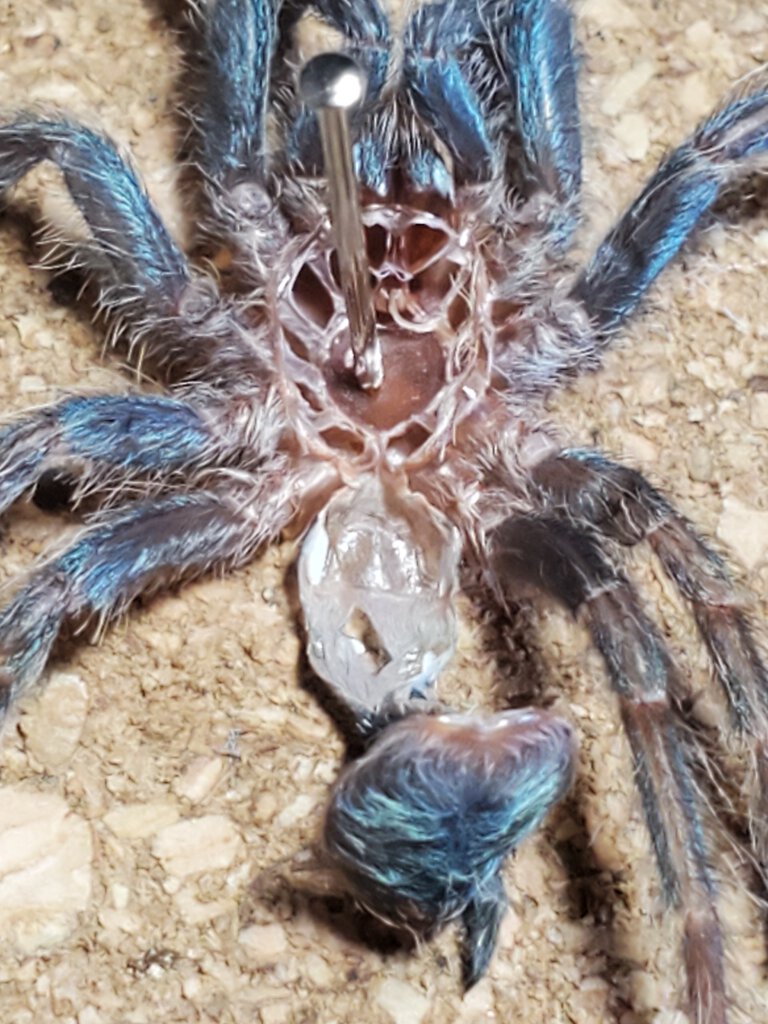 D. Diamantinensis [molt sexing]