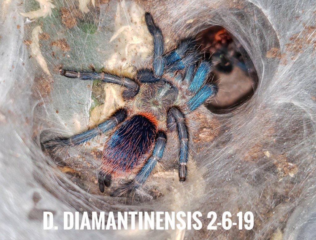 D. Diamantinensis