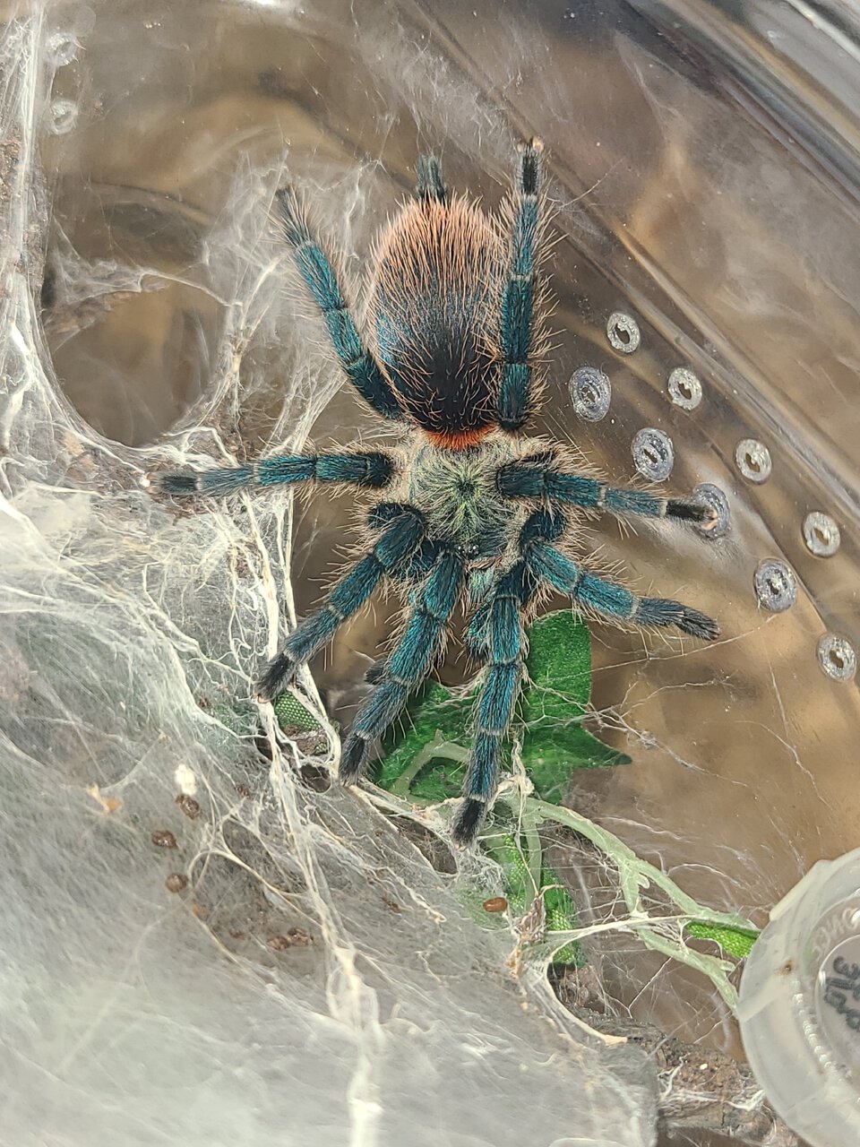 D. Diamentinensis 3" female