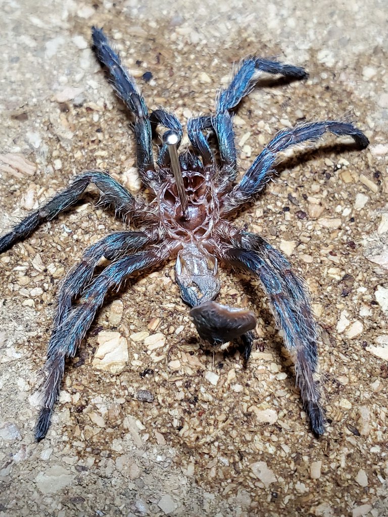 D. Diamentinensis [molt sexing]