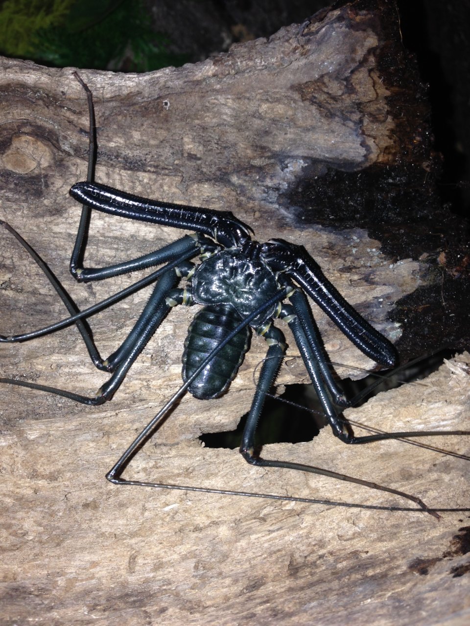 D. medius Freshly Molted