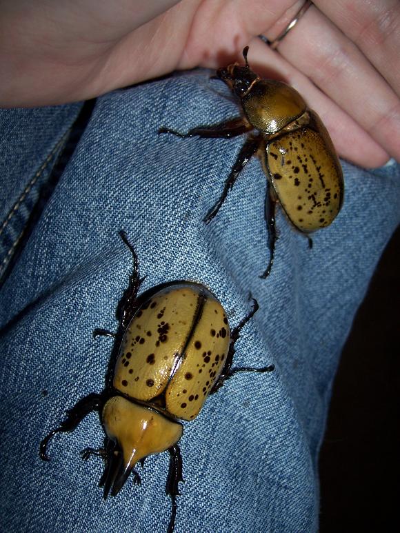 D. tityus Beetles