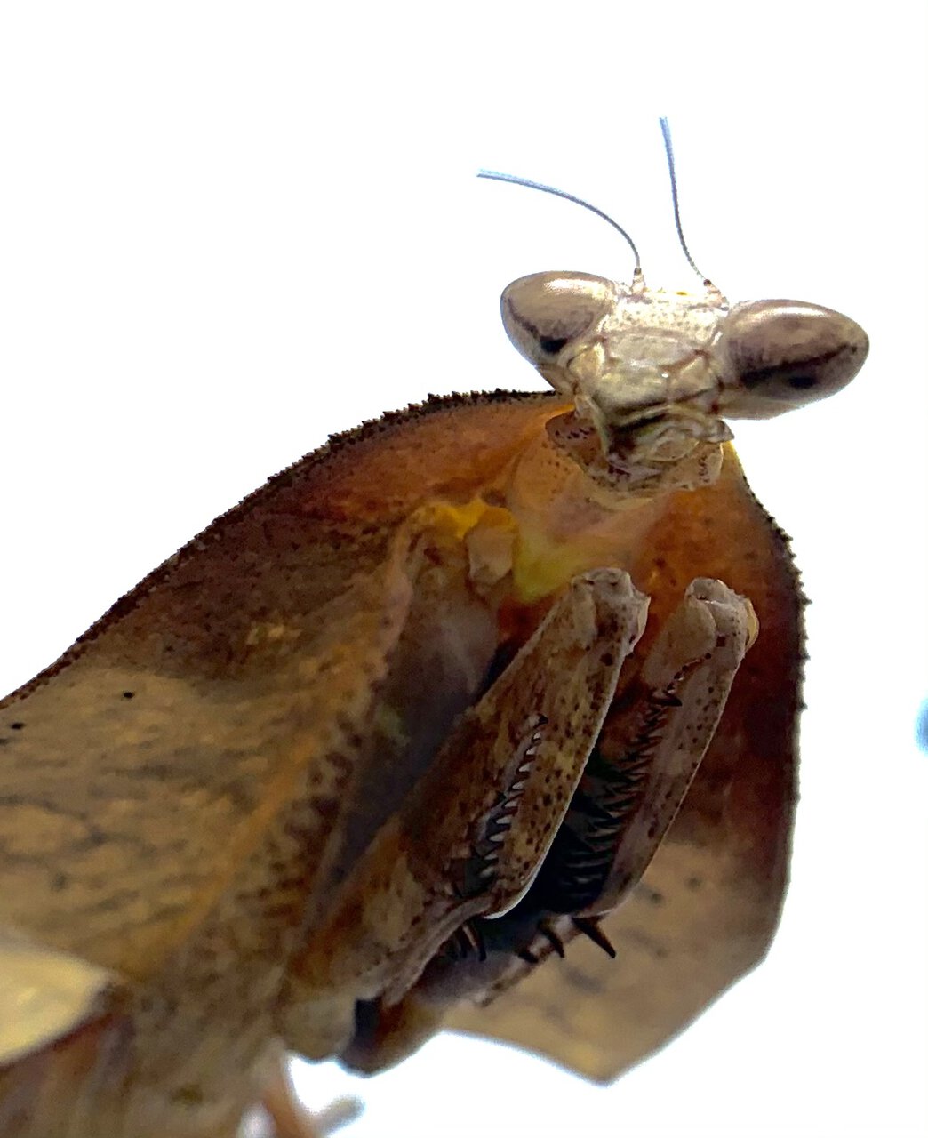 D. truncata Adult Female