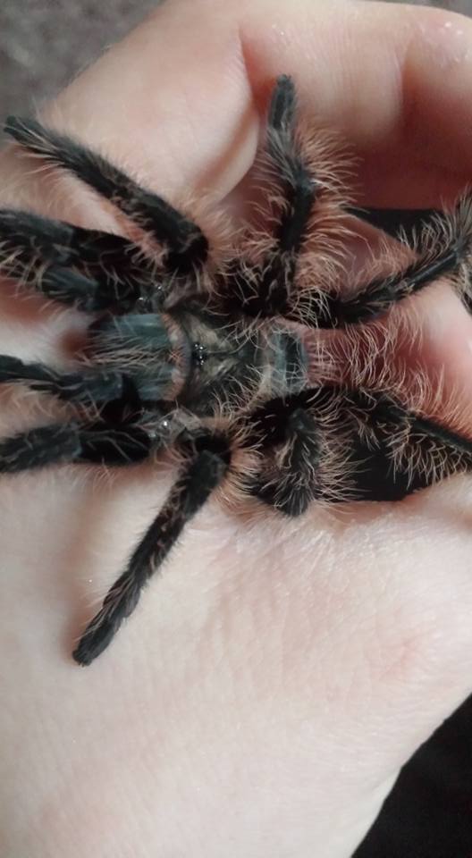 Daisy the B albopilosum