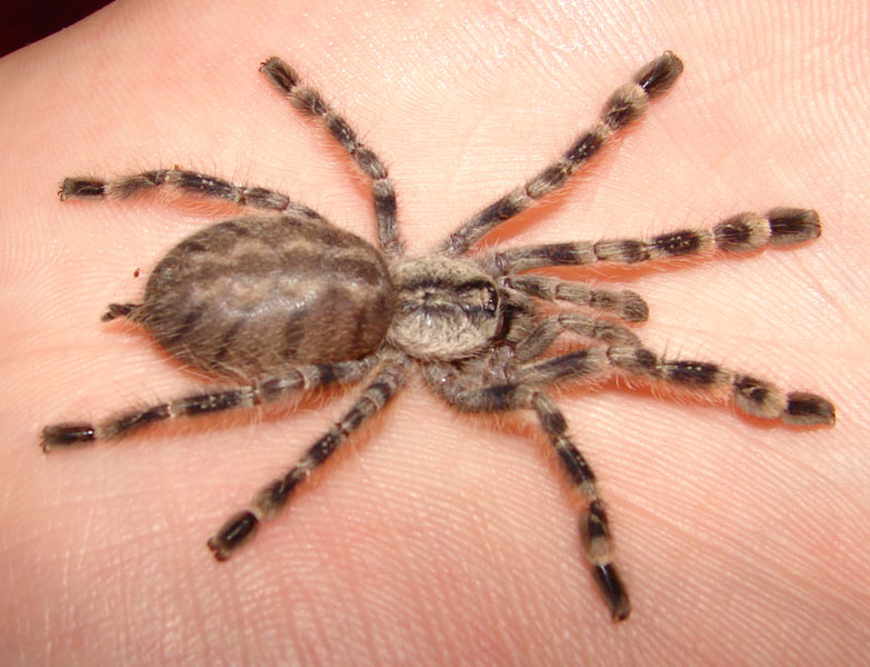 Damiana (Poecilotheria regalis)