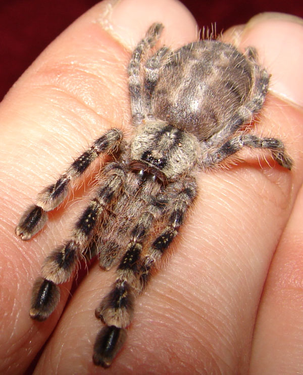 Damiana (Poecilotheria regalis)