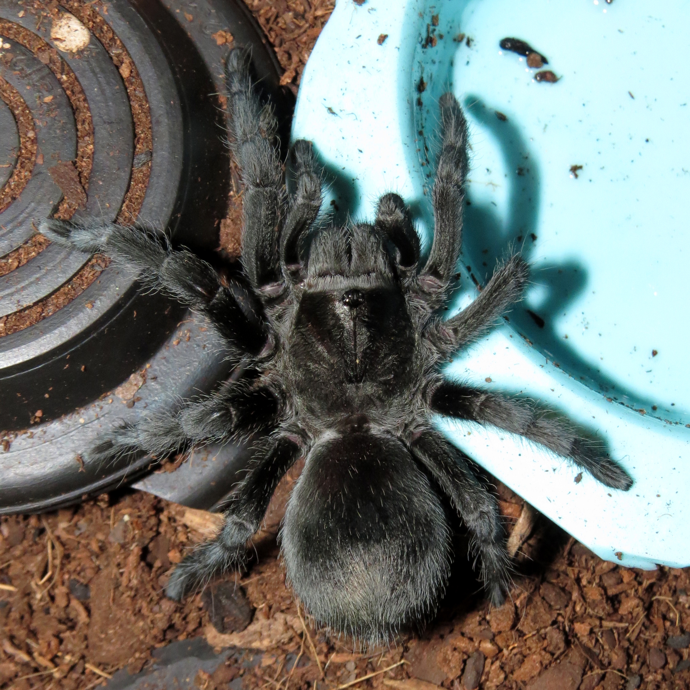 Damn It, Jim! I'm a Bulldozer, Not an Engineer! (♀ Grammostola pulchra 3.5")