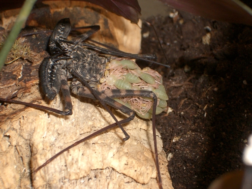 Damon diadema ( Tanzania )