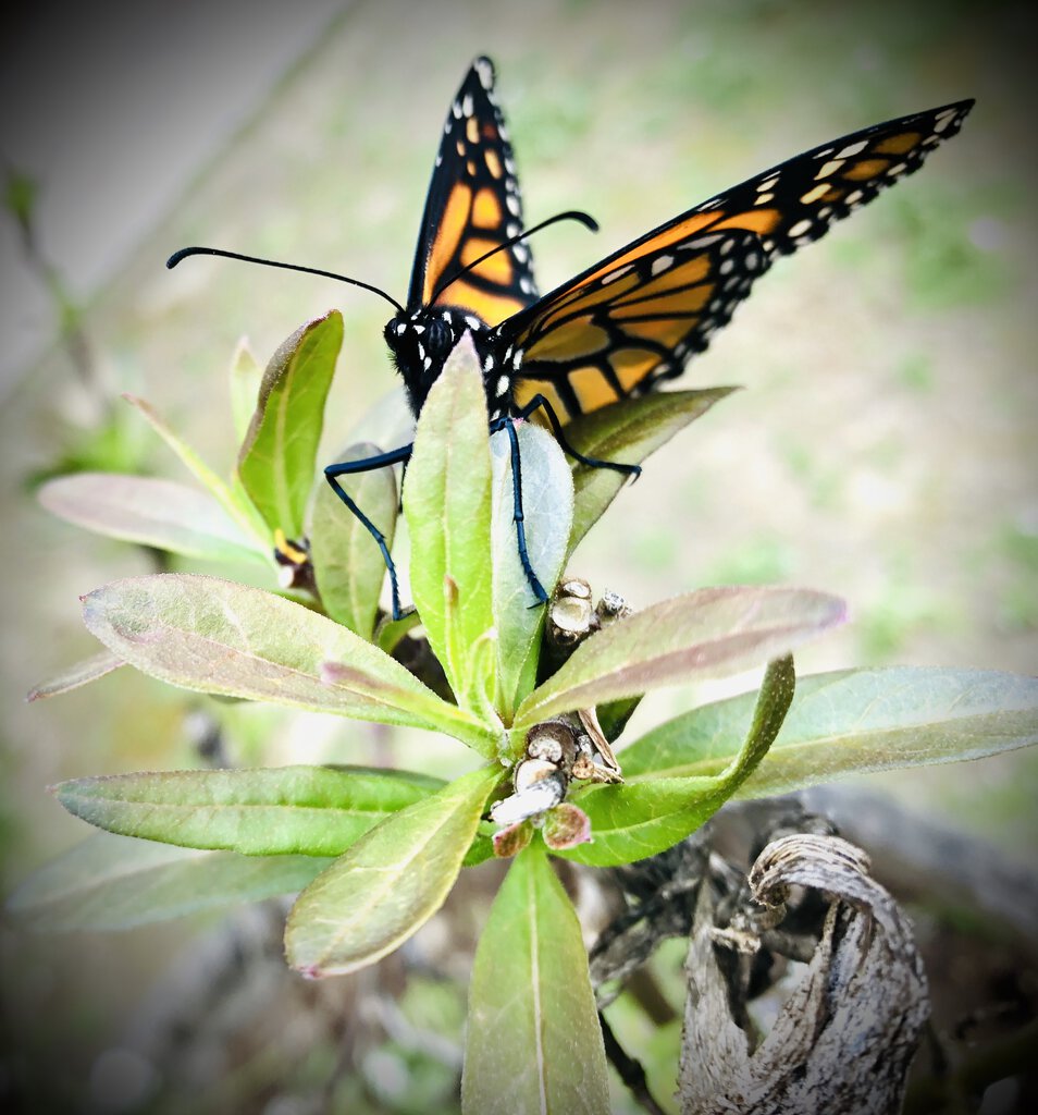 Danaus plexippus