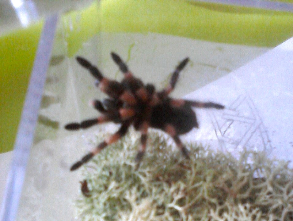 Dante my B. Smithi