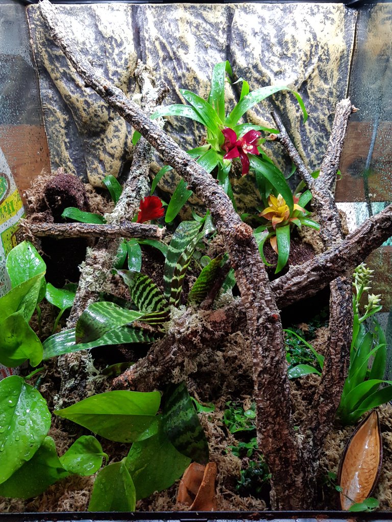 dart frog terrarium