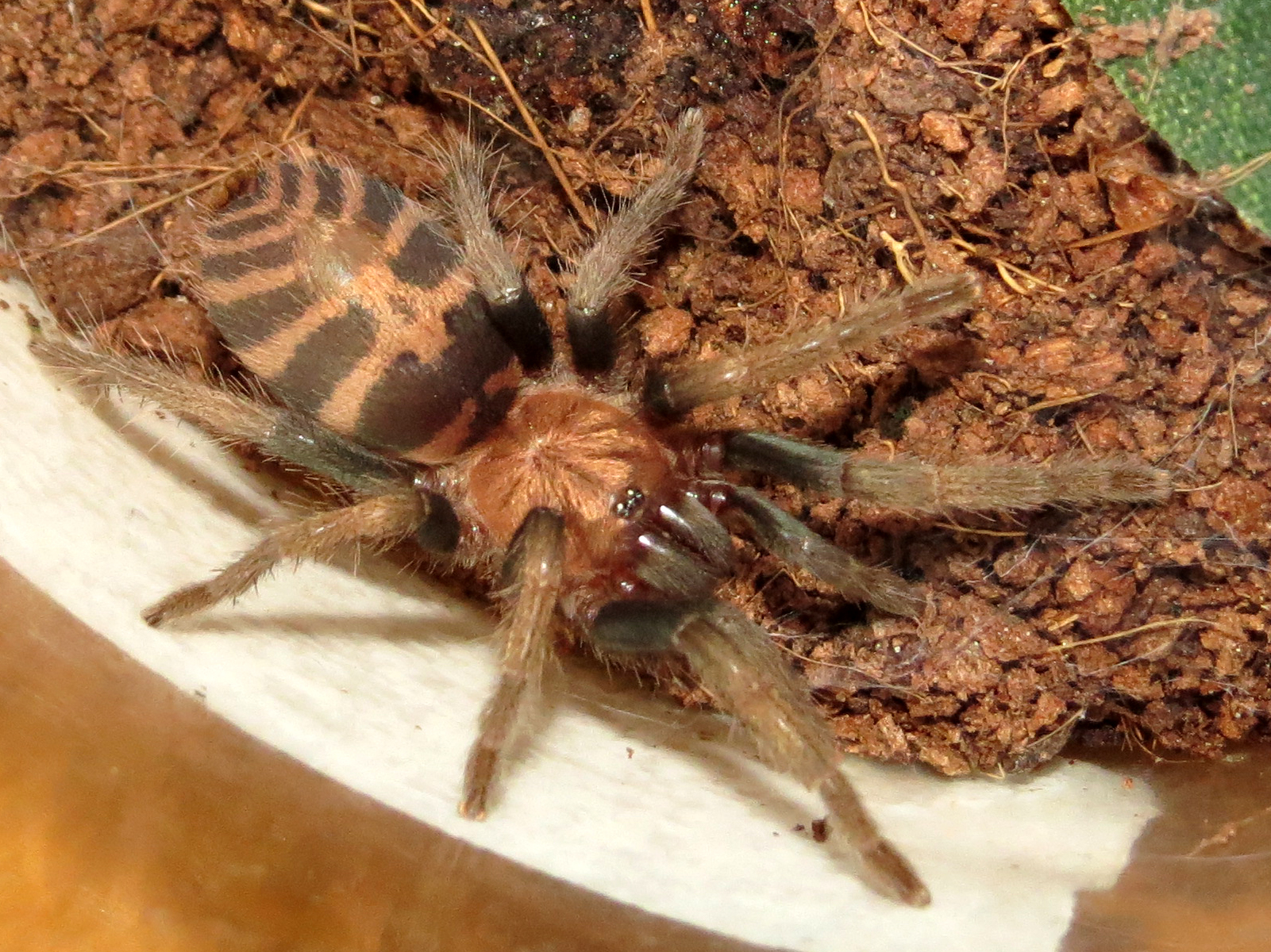 Davus pentaloris Sling (1.5")