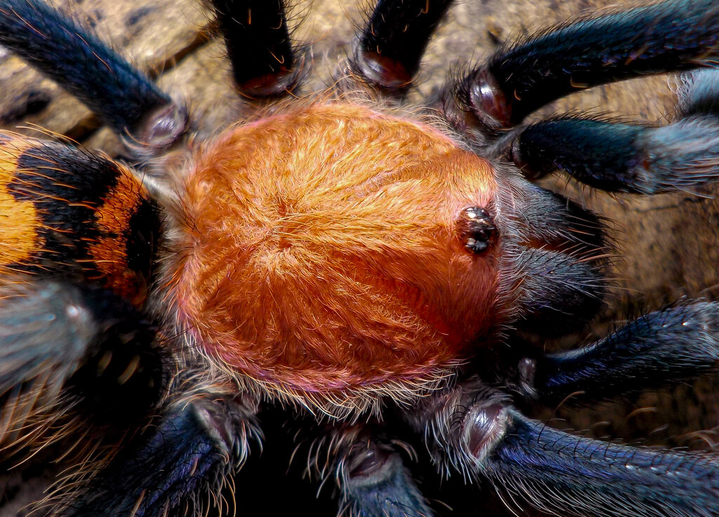 Davus sp., female some days after molting