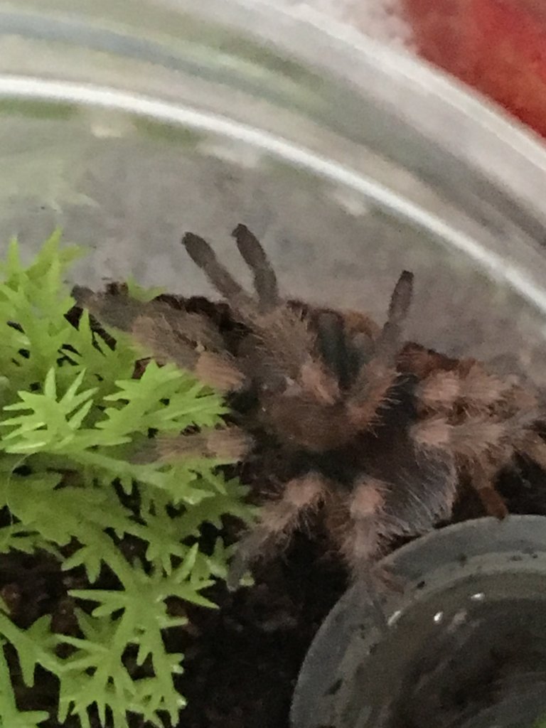 Day 1 post molt..