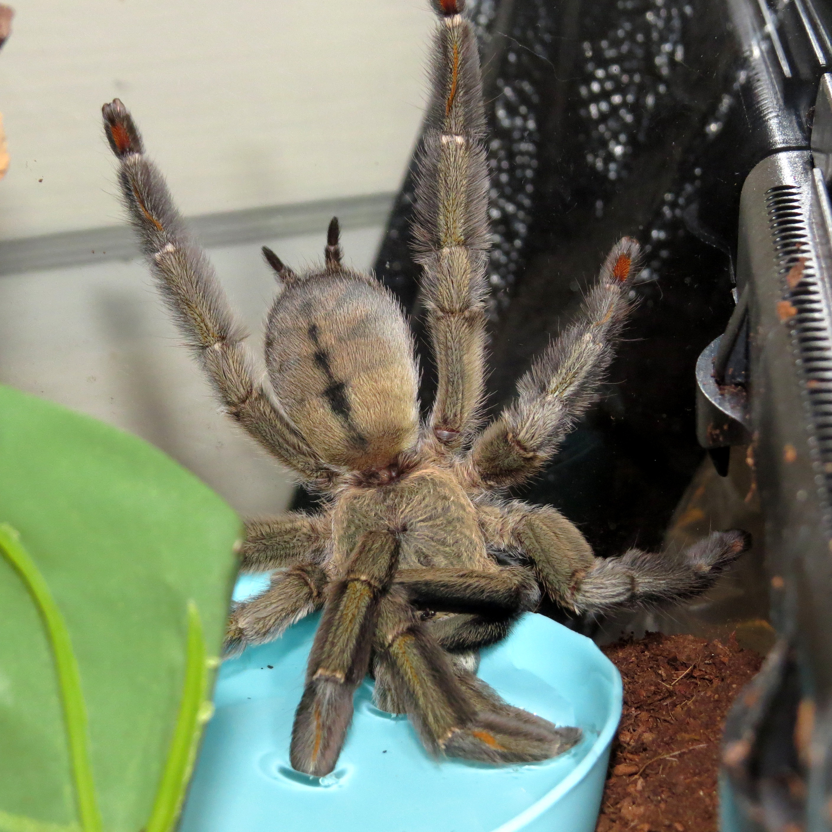 Day Drinking (♀ Psalmopoeus cambridgei 6")