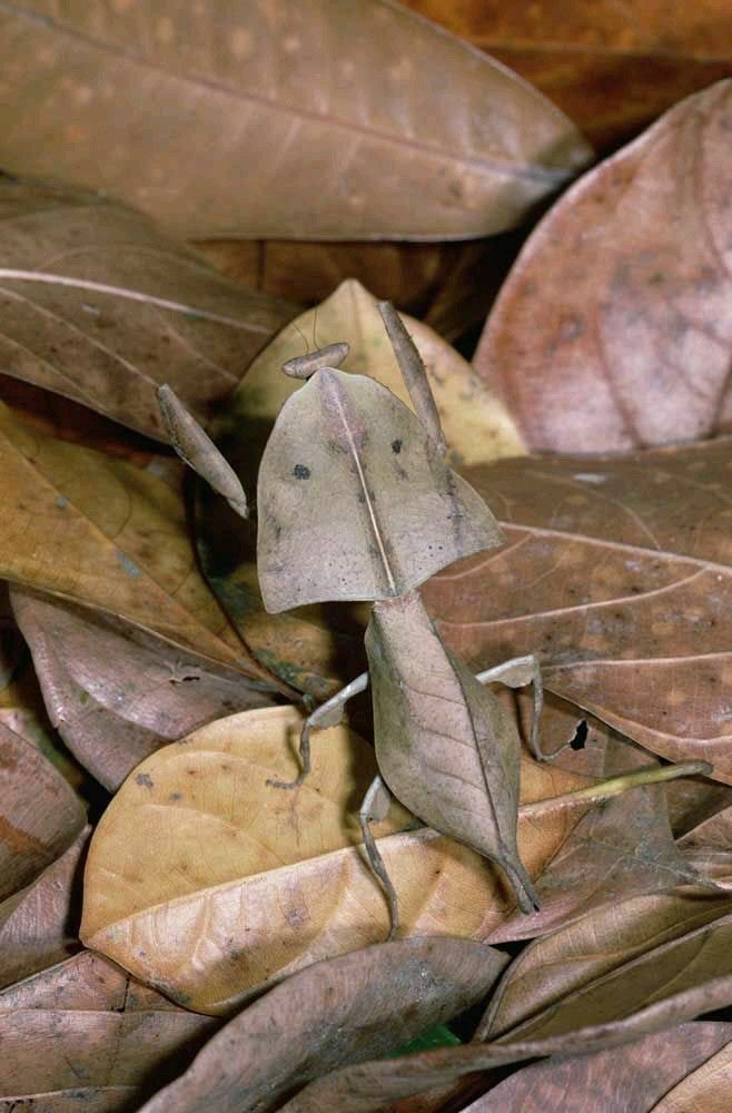 Dead leaf mantis