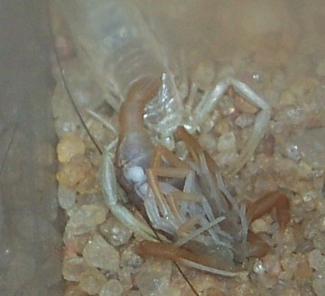 Deathstalker Molt