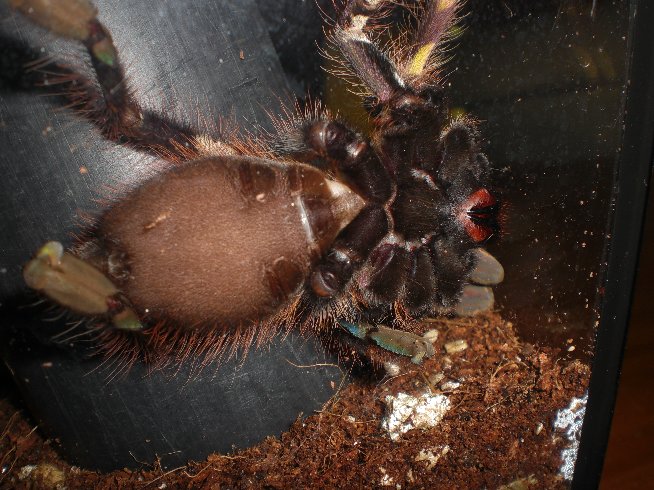 deff a fem p.ornata?