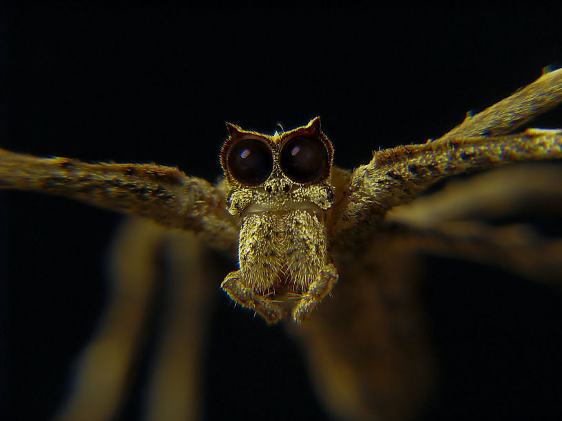 Deinopis, Net-Casting Spider