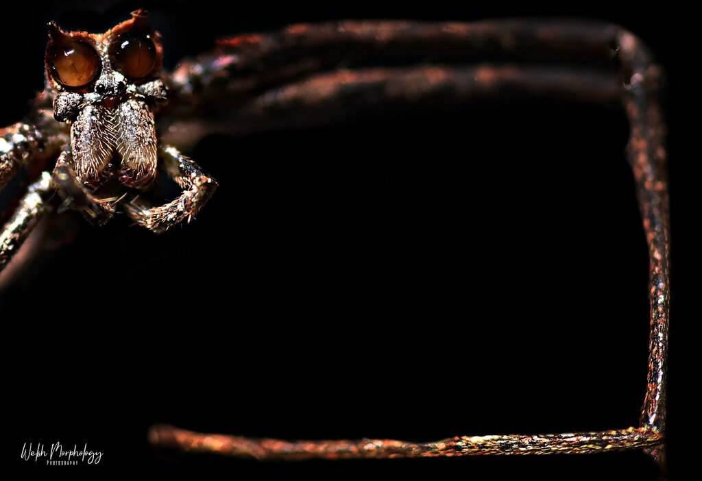 Deinopis sp. Small male