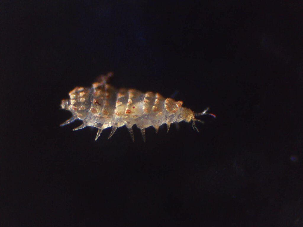 Deltopauropus n.sp. 2