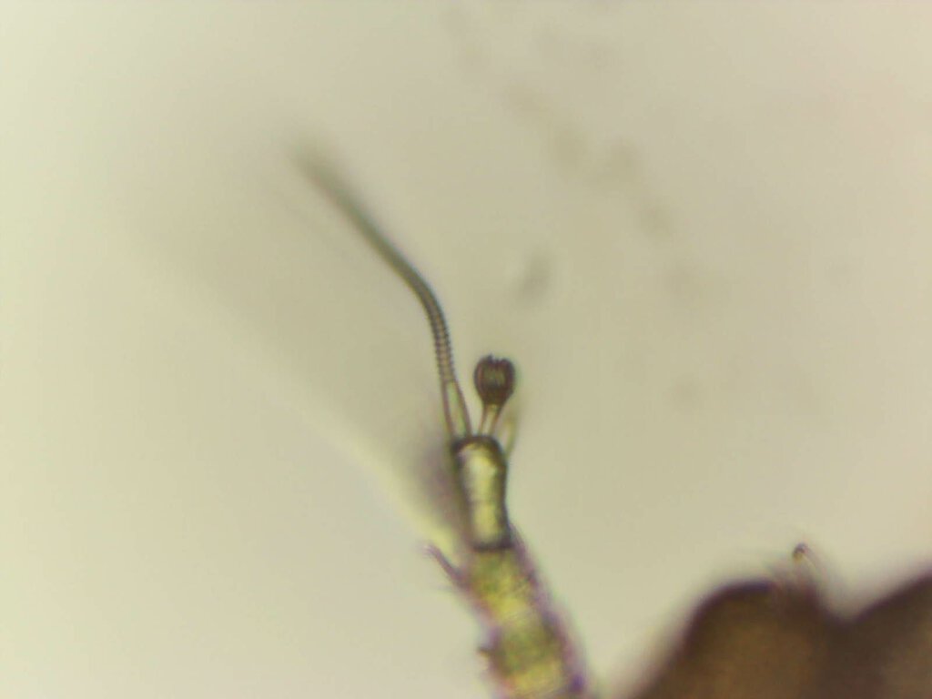 Deltopauropus n.sp. 2