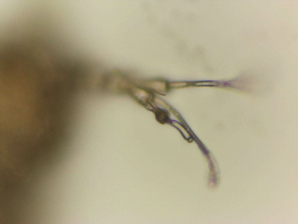 Deltopauropus n.sp. 2