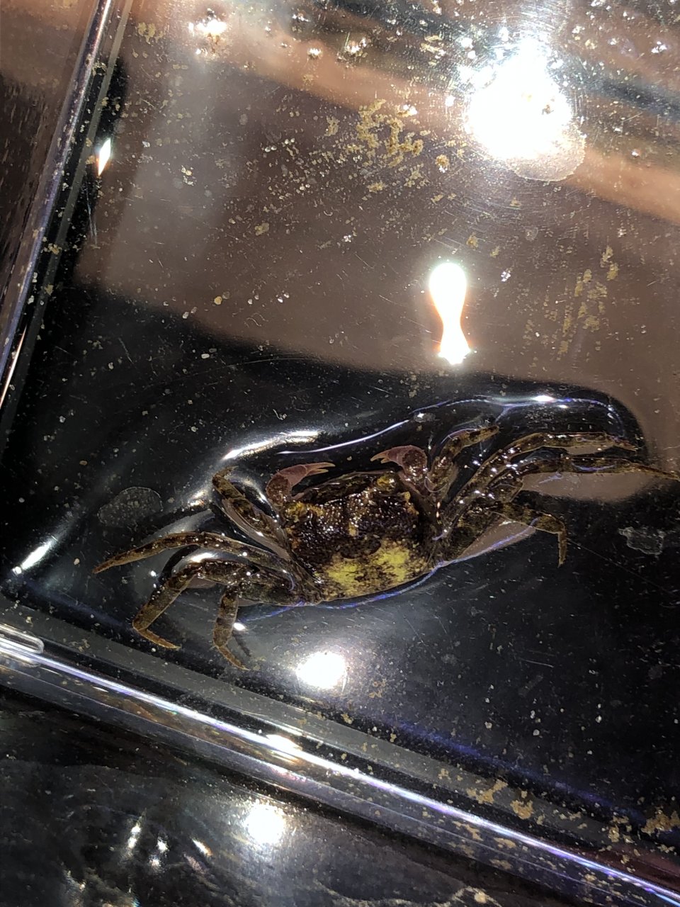 Dennerle or Bogorensis?