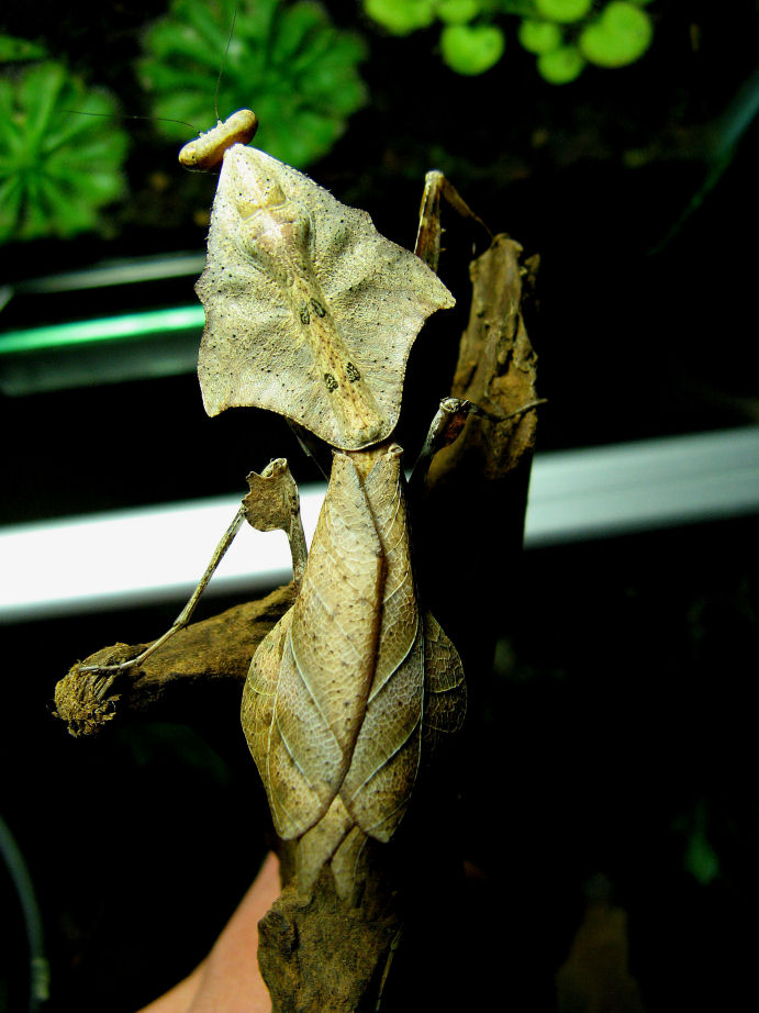 Deroplatys lobata (Dead Leaf Mantis)