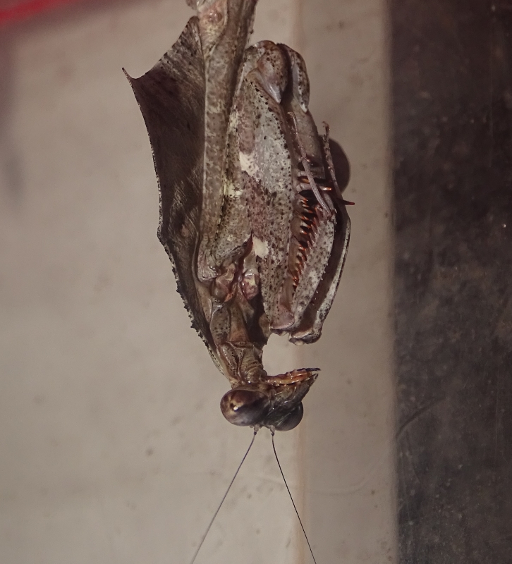 Deroplatys lobata