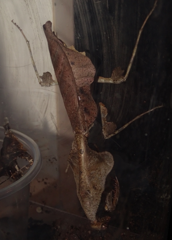 Deroplatys lobata