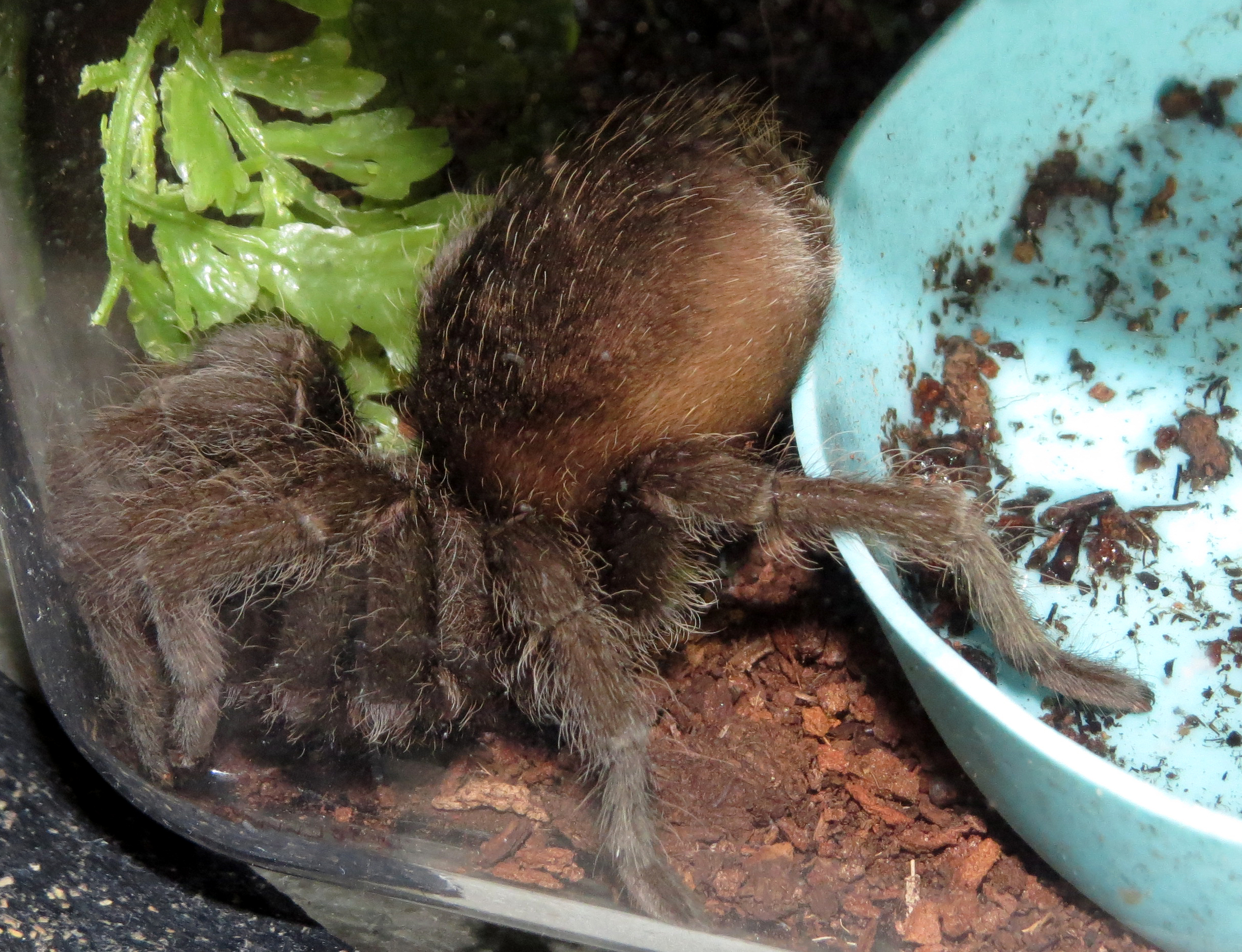 Derpy Ostrich (♀ Grammostola pulchra 3.5")