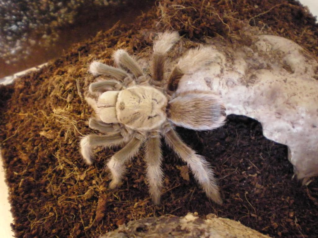 desert blonde