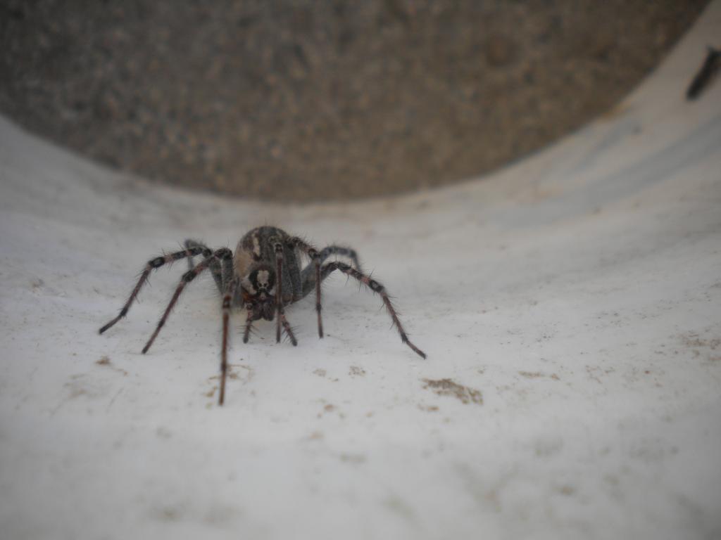 Desert Funnel Weaver Spider (Agelenopsis Aperta)