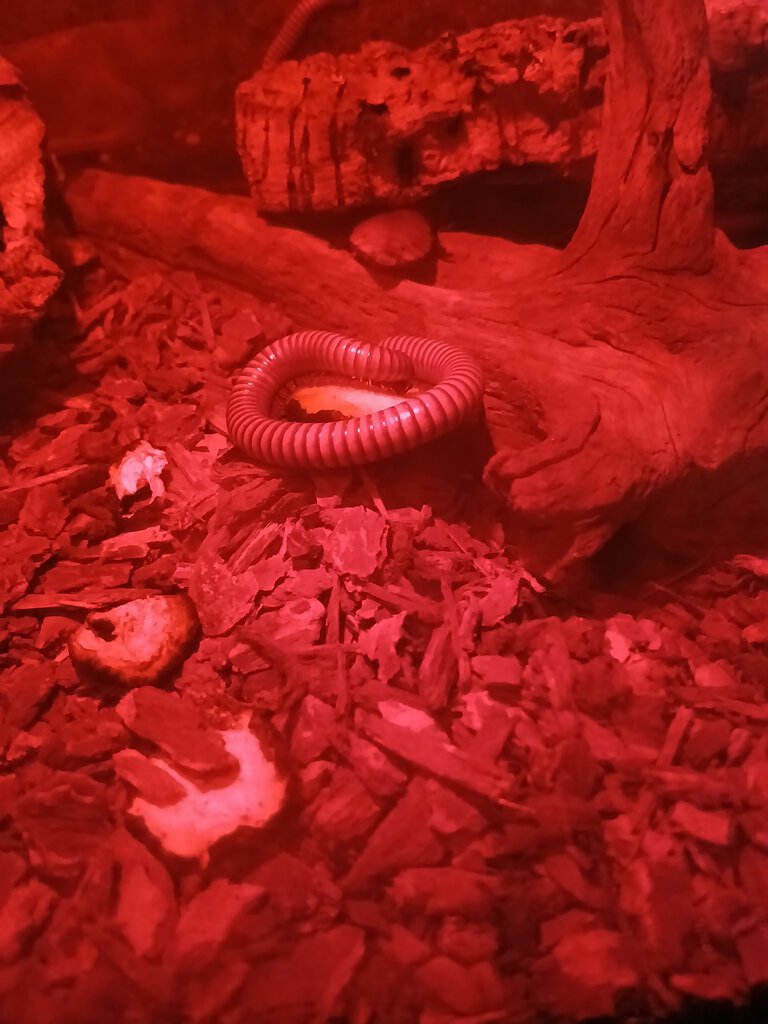 Desert millipede 1