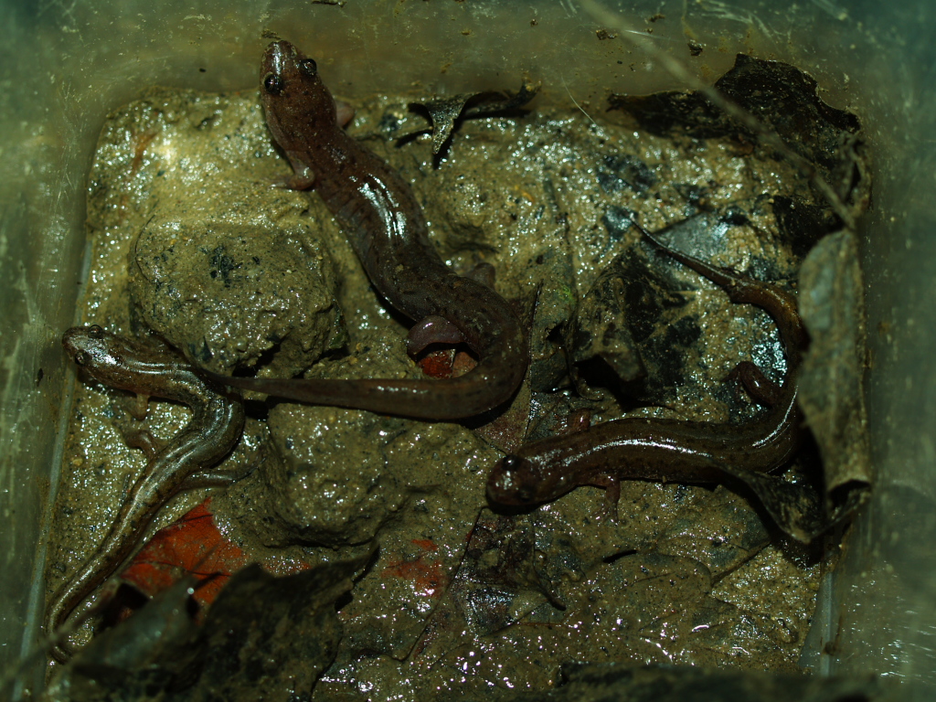 Desmognathus Fuscus Fuscus (northern Dusky Salamander)