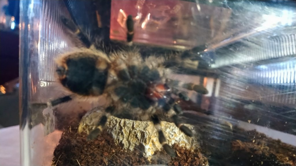 Determining the sex of my Grammostola pulchripes [2/2]